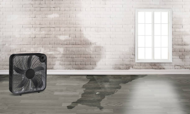Best Ceiling water damage repair  in Cedar Heights, MD